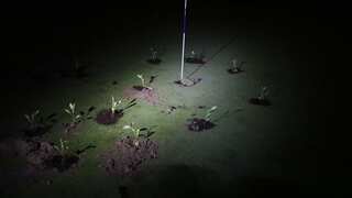 Climate activists plug up holes in golf courses across Spain amid massive drought