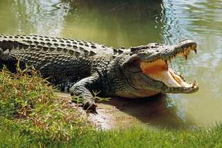 US: 10-foot alligator fatally attacks woman, then ‘guards’ her dead body