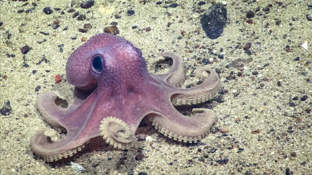 Deep-sea marvel: Extraordinary octopus nursery found in Costa Rica's waters