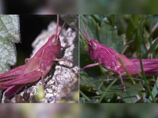 In Pics | Rare pink grasshopper spotted in UK