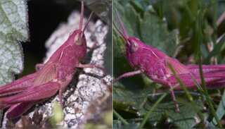 In Pics | Rare pink grasshopper spotted in UK
