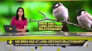 Gravitas: Are birds bad at long-distance relationships?