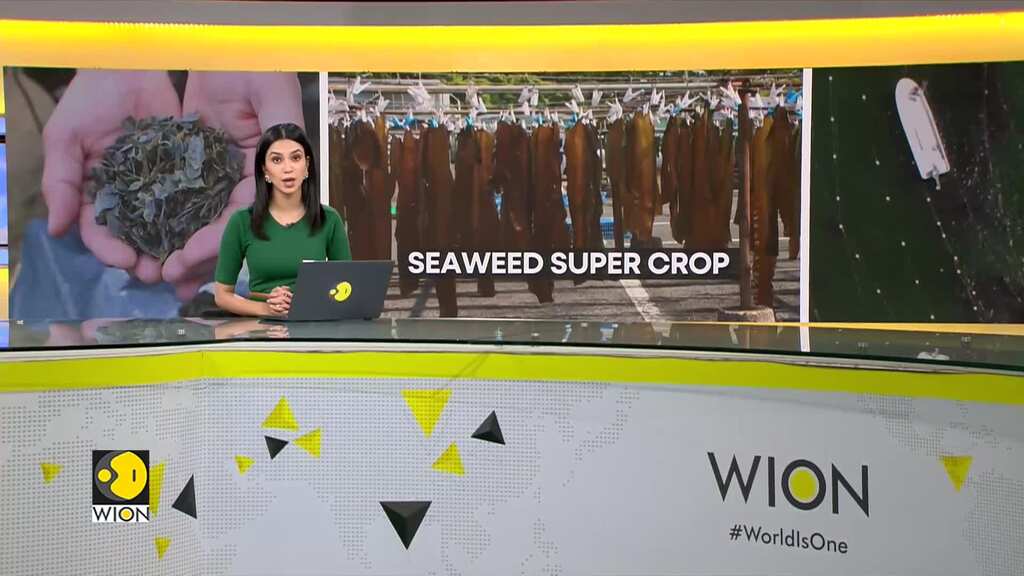 Japanese seaweed attracting international attention over potential to become super crop | WION