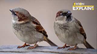 Explained: Bird divorces are on the rise. Here's the fascinating reason behind avian breakups