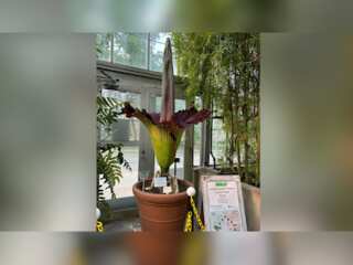 Rare corpse flower blooms in San Francisco