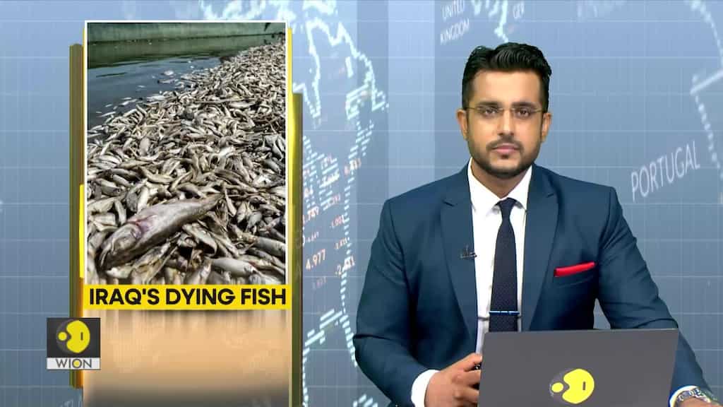 Climate crisis, drought in Iraq kills thousands of fish