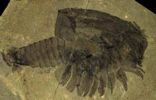 Scientists understood ancient shrimp like creature as 'predator', says new research