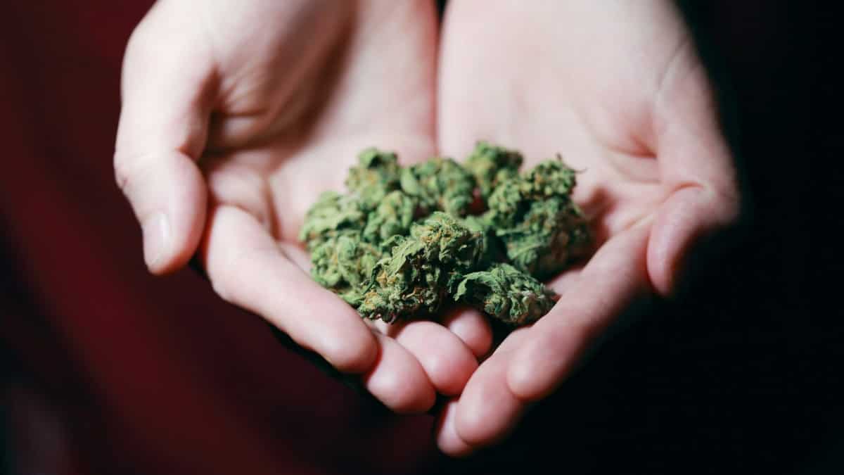 British police seize cannabis worth $146 mn, charge over 450 people in massive month-long operation British police seize cannabis worth $146 mn, charge over 450 people in massive month-long operation