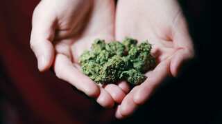 British police seize cannabis worth $146 mn, charge over 450 people in massive month-long operation