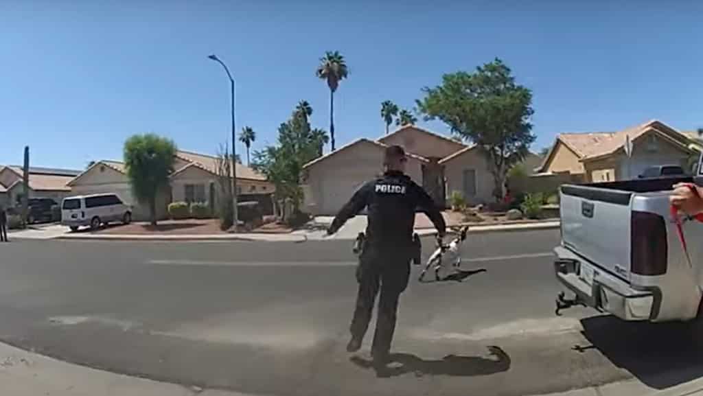 WATCH | Glendale police officers save the day in epic wild goat chase!
