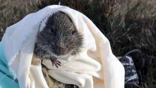 Rare chubby cheek rodents unexpectedly uncovered in Australia's Melbourne