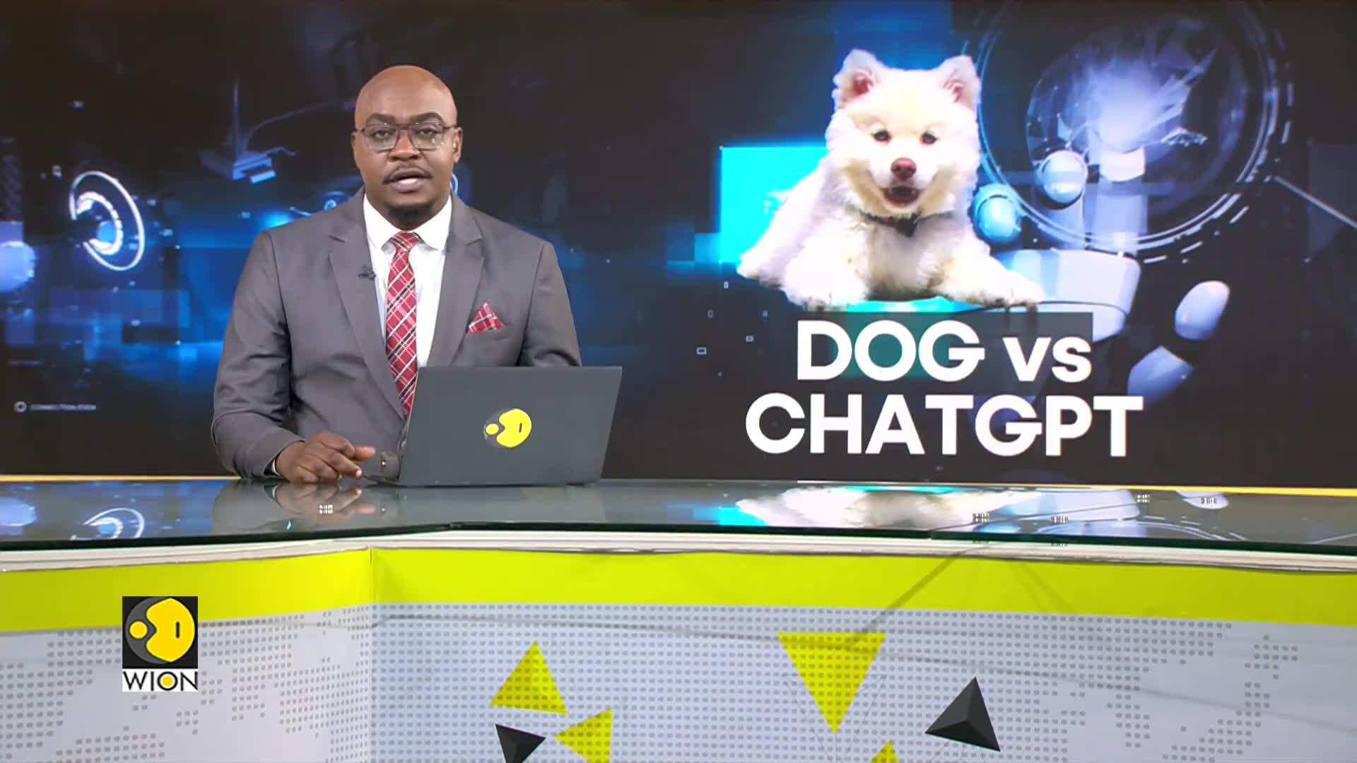 Dog beats ChatGPT in predicting stocks - World News