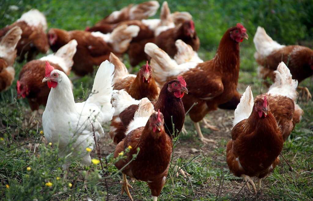 Proof humans reshaped the world? Chicken bones