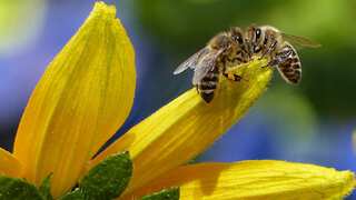 Bees outgun humans in making swift, better decisions for things that matter to them: Study