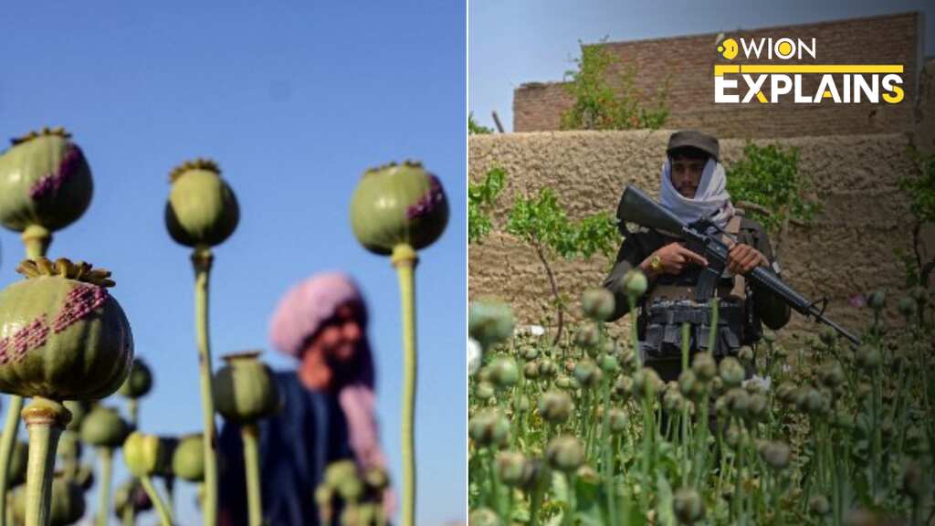 Explained: The Taliban's way of halting opium cultivation, trade. What lies ahead?