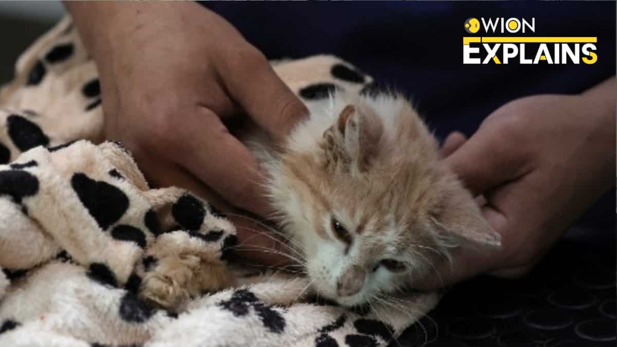 Explained: Strain of coronavirus turning Cyprus into 'island of dead cats'. Can the virus infect humans?