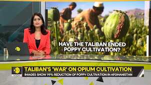Gravitas: Have the Taliban eliminated poppy cultivation?