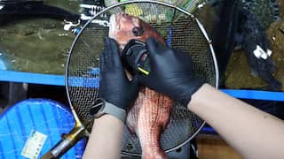 Hong Kong to expand ban on Japanese sea products over Fukushima nuke plant water release