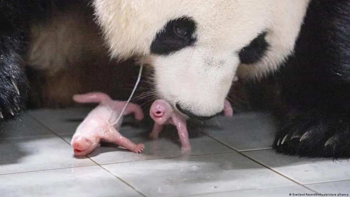 WATCH | Giant panda gives birth to twins for first time in South Korea