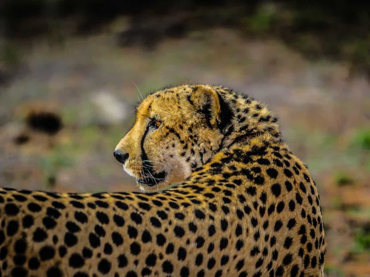 India: Another cheetah from Africa dies in MP's Kuno National Park; 7th since March India: Another cheetah from Africa dies in MP's Kuno National Park; 7th since March