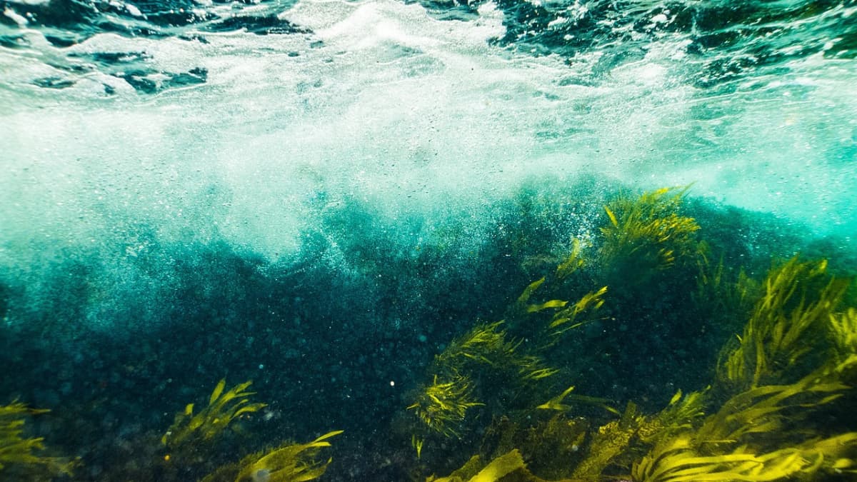 Climate change making world's oceans 'green', suggests new study