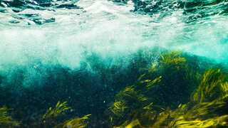 Climate change making world's oceans 'green', suggests new study