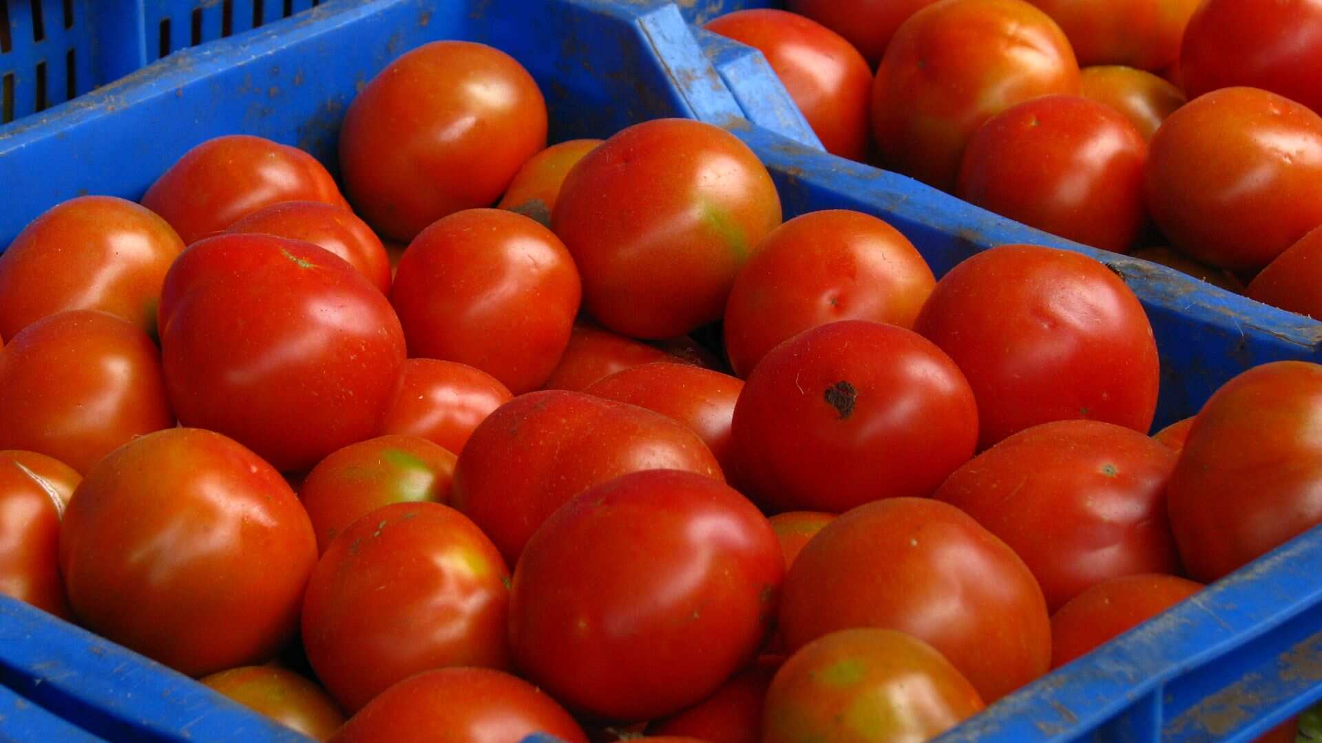 Border-hopping for tomatoes: Indians cross over to Nepal for buying vegetables amid soaring prices Border-hopping for tomatoes: Indians cross over to Nepal for buying vegetables amid soaring prices