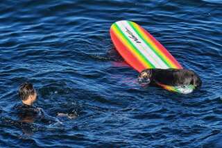 VIDEO: Sea otter stuns Californian surfers by attacking them and stealing boards