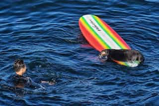 VIDEO: Sea otter stuns Californian surfers by attacking them and stealing boards