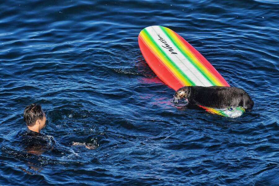 VIDEO: Sea otter stuns Californian surfers by attacking them and stealing boards
