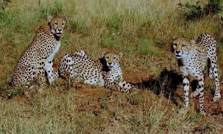 India loses another cheetah in Kuno National Park, eighth in five months India loses another cheetah in Kuno National Park, eighth in five months