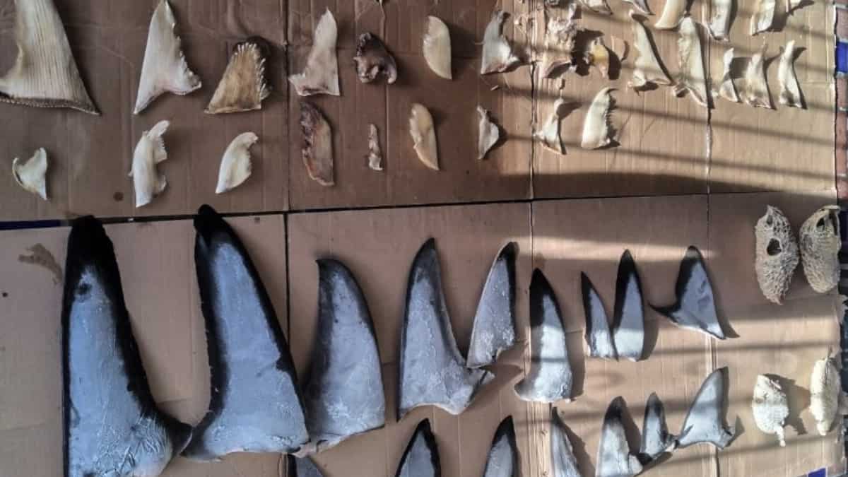 Over six tonnes of shark fins seized in Panama, five arrested in illegal trade operation Over six tonnes of shark fins seized in Panama, five arrested in illegal trade operation