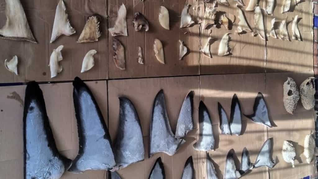Over six tonnes of shark fins seized in Panama, five arrested in illegal trade operation