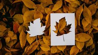 CRISPR gene editing offers promising solution to reduce environmental impact of paper industry: Report