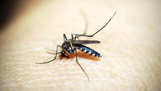 Mosquito-borne diseases on the rise! Doctor shares dengue, malaria prevention tips for monsoon season