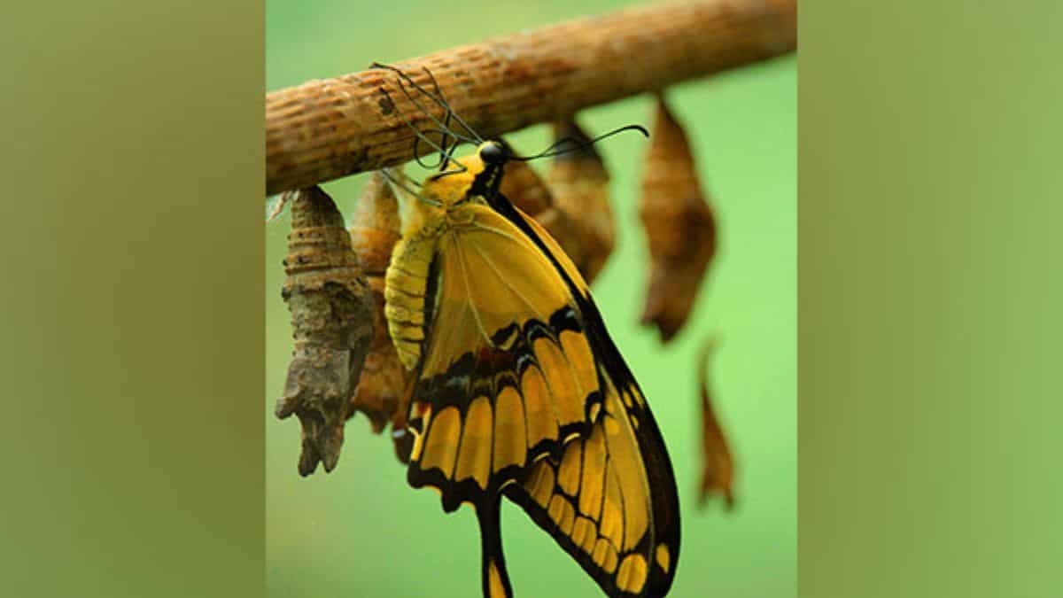 Butterflies, moths share ancient ‘blocks’ of DNA, reveals study Butterflies, moths share ancient ‘blocks’ of DNA, reveals study
