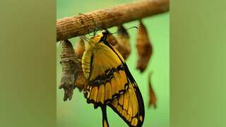 Butterflies, moths share ancient ‘blocks’ of DNA, reveals study