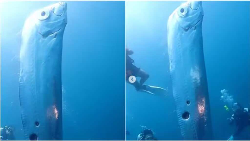 Watch | Giant oarfish, believed to be a 'harbinger of earthquakes', spotted in Taiwan