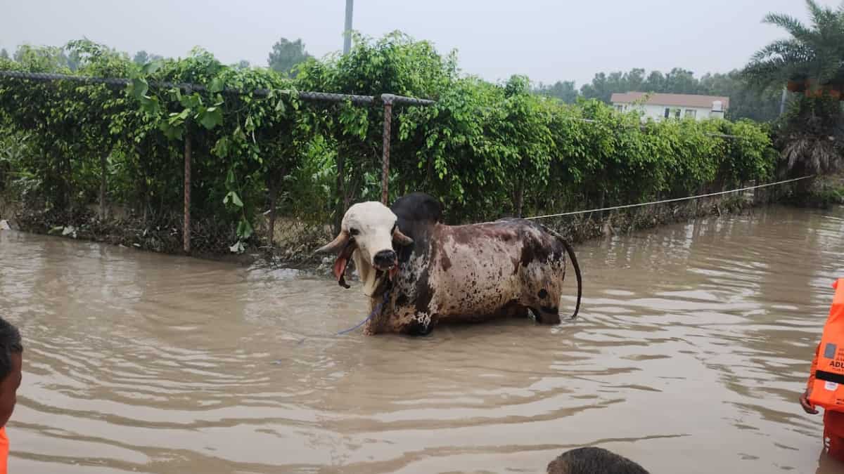 Indian rescuers save elite bull worth over $120,000 from flood near Delhi Indian rescuers save elite bull worth over $120,000 from flood near Delhi