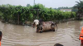 Indian rescuers save elite bull worth over $120,000 from flood near Delhi