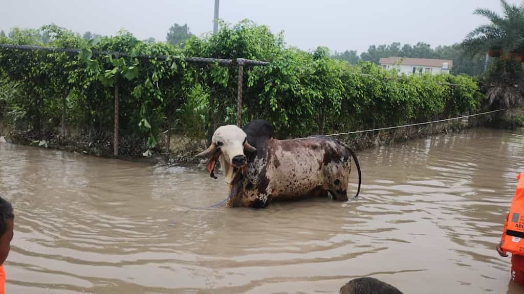 Indian rescuers save elite bull worth over $120,000 from flood near Delhi