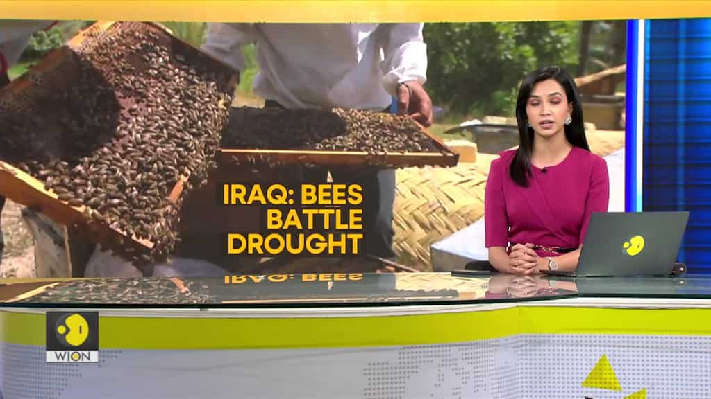 Iraq's rising temperatures making it harder for Bees to pollinate