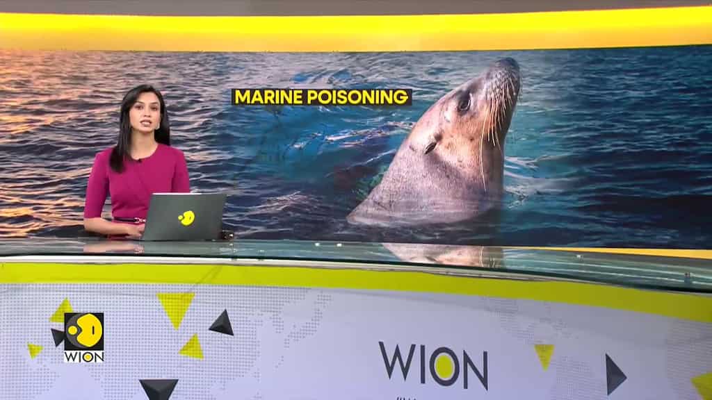 Acid poisoning is killing marine animals in California