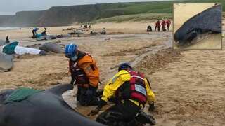 Over 50 pilot whales die after being stranded on beach in Scottish islands