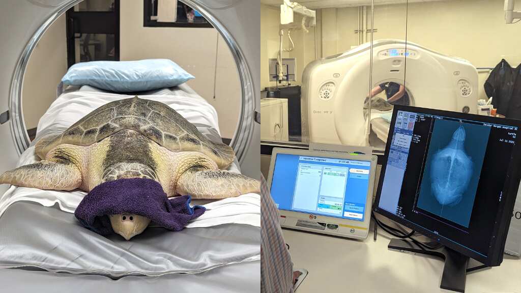 Alabama hospital's first animal patient, a sea turtle, gets CT scan; Images go viral