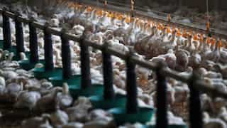 'Unusual cat deaths' in Poland attributed to bird flu: WHO