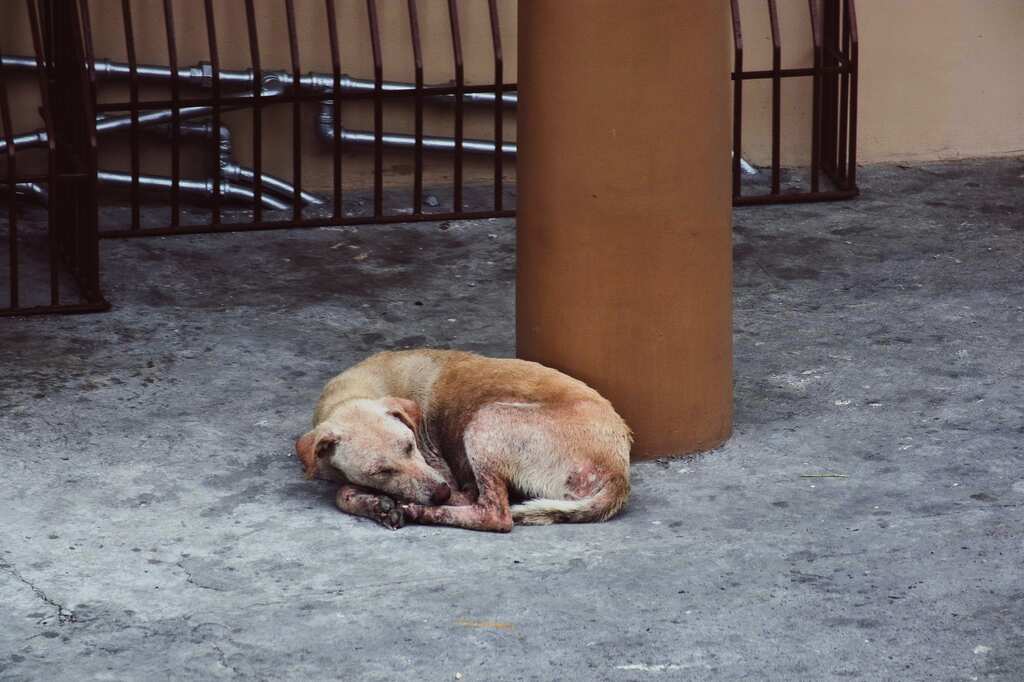 ID card for dogs: Strays outside India's Mumbai airport get 'Aadhaar' with QR codes