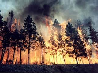 German startup installing electric ‘noses’ in forests to help early detection of wildfires