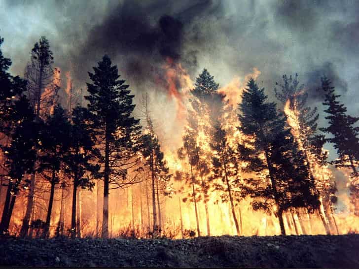 German startup installing electric ‘noses’ in forests to help early detection of wildfires