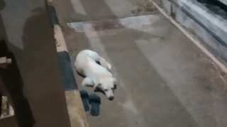 Loyal dog in Puducherry town mirrors Hachiko's devotion after owner's suspected suicide